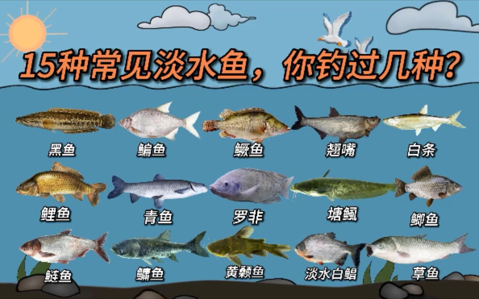 鱼获料理 / 常见淡水鱼识别视频封面