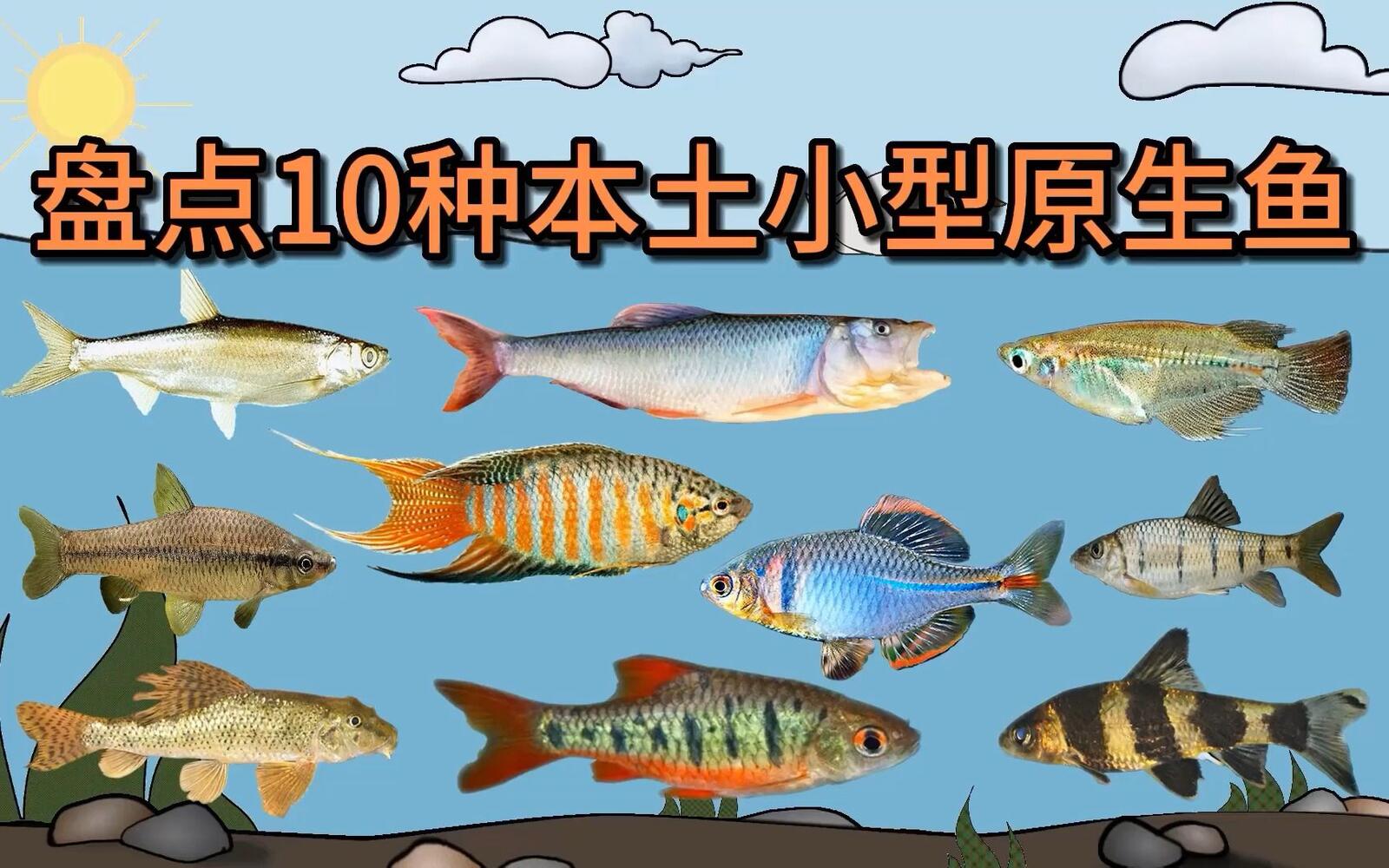 鱼种图鉴 / 本土小型原生鱼视频封面